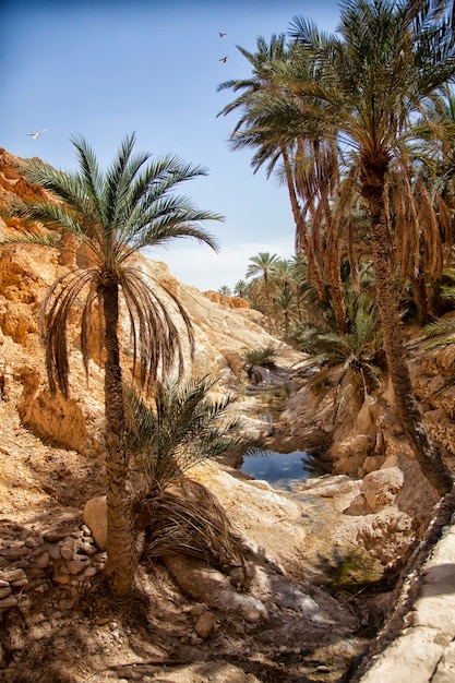 Oasis de montaña Chebika, desierto del Sahara, Túnez, África