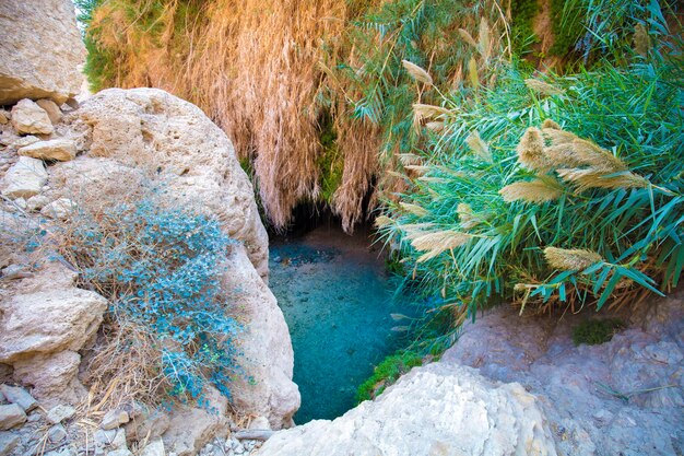 Oásis no deserto Ein Gedi reserva natural Israel