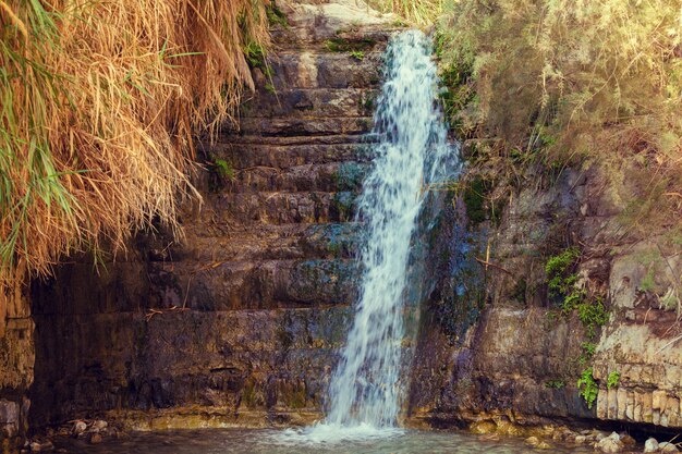 Oásis no deserto Ein Gedi reserva natural Israel