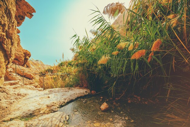 Foto oásis no deserto reserva natural de ein gedi israel