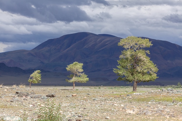 Oásis verde em solo rochoso das montanhas de Altai, Mongólia