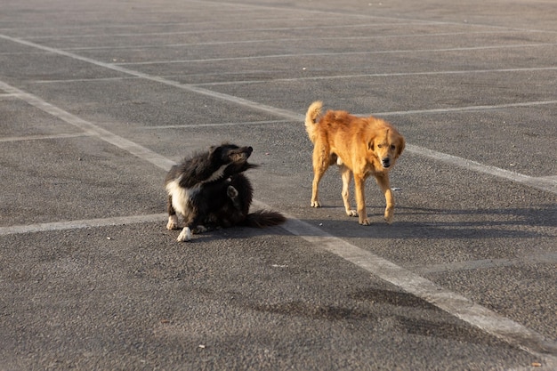 Obdachlose einsame Hunde in den Touristenorten Ägyptens Roter Hund auf der Suche nach Nahrung