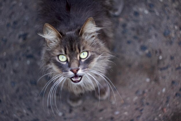 Obdachlose graue, flauschige Katze auf Asphalt aus nächster Nähe