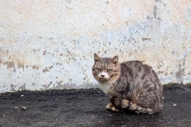 Obdachlose graue Katze, die unter dem Schnee schläft