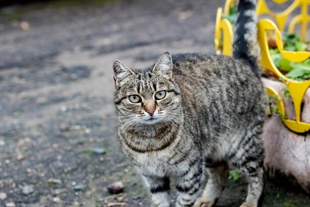 Obdachlose graue Tabby-Katze auf der Straße