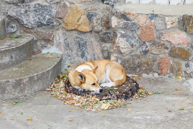 Obdachlose Hund