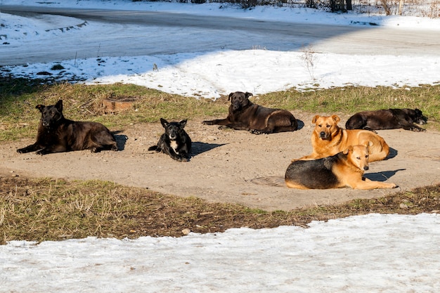 Obdachlose Hunde im Winter heizen auf Sanitäranlagen gut auf. Streunende Hunde, die sich im Winter bei kaltem Wetter auf der Abwasserluke aalen