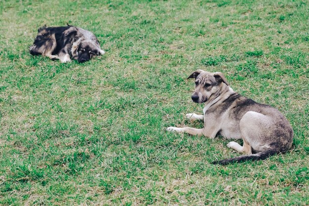 Obdachlose Hunde ruhen auf einem grünen Rasen