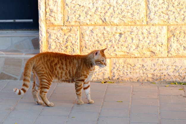 Obdachlose Ingwerkatze auf der Straße