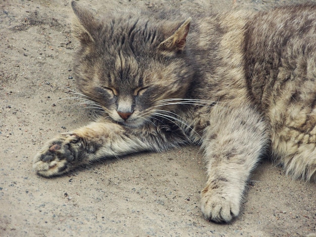 Obdachlose Katze auf der Straße Obdachlose streunende Katze auf der rustikalen Straße