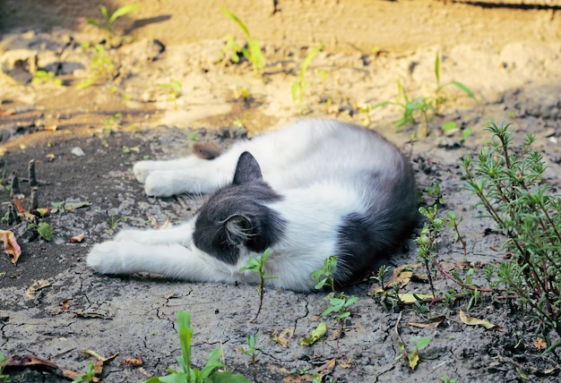 Obdachlose Katze, die sich auf der Straße in der Sonne aalt