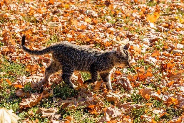 Obdachlose Katze in einem Stadtpark im Herbst