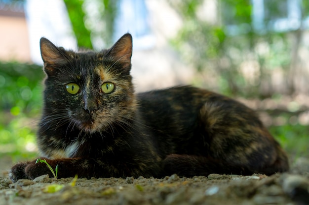 Obdachlose Katze liegt auf dem Boden.