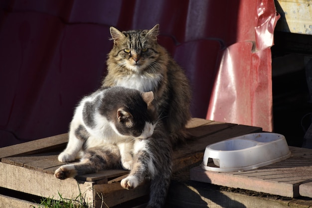 Obdachlose Katzen auf der Veranda. Zwei hungrige Straßenkatzen