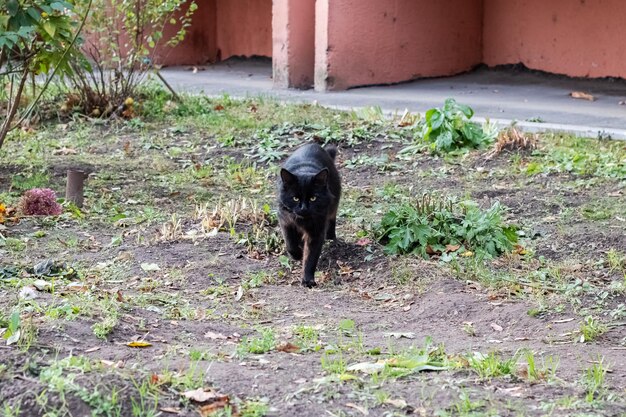 Obdachlose schwarze Katze auf dem Gras im Herbst