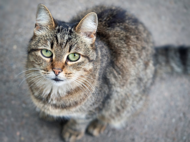 Obdachlose Straßenkatze Nahaufnahme. Das Konzept des Schutzes streunender Tiere. Verlassener städtischer Hintergrund.