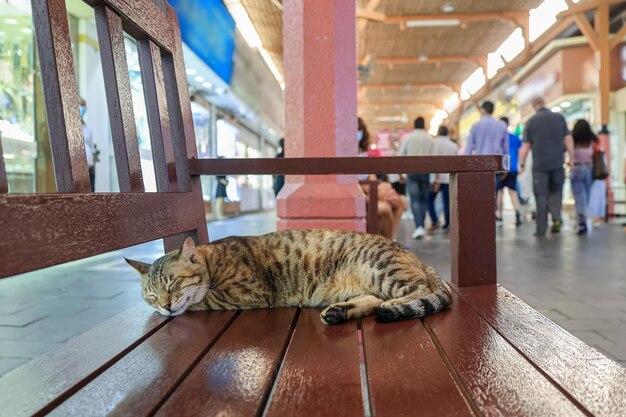 Obdachlose Tabby-Katze schläft auf der Bank auf dem traditionellen Markt in Dubai VAE selektiver Fokus