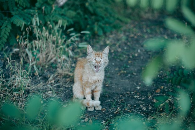 Obdachlose verlassene hungrige und gepflegte Katze