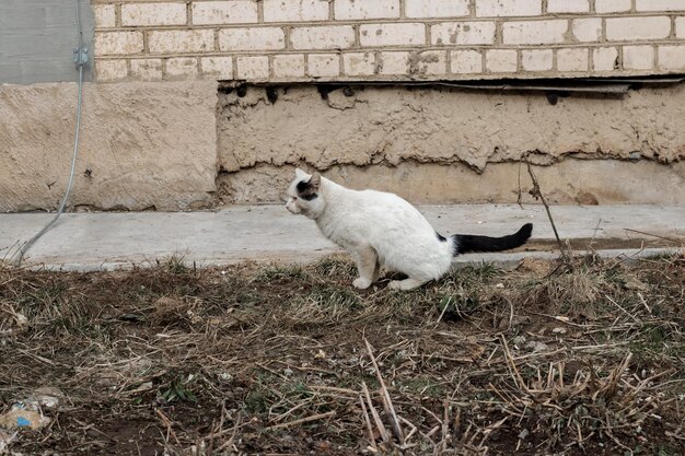 Obdachlose weiße Katze pinkelt auf den Boden