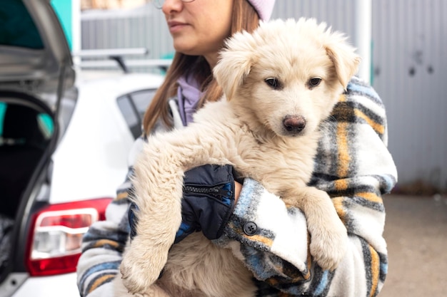 Obdachloser Hund auf der Straße der Altstadt. Obdachloses Tierproblem.