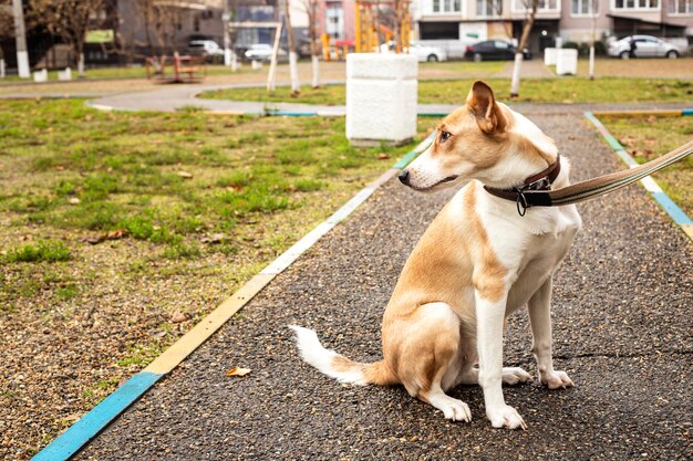 Obdachloser Hund auf der Straße der Altstadt. Obdachloses Tierproblem.