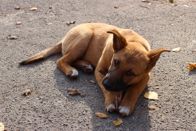 Obdachloser Hund bellt Knochen