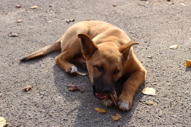 Obdachloser Hund bellt Knochen