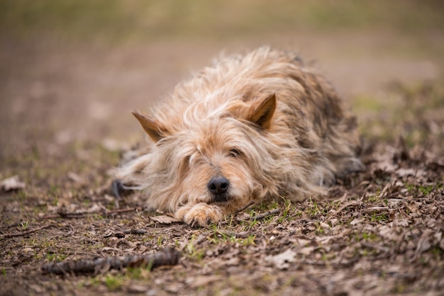 Obdachloser Hund bewacht altes Haus im Dorf