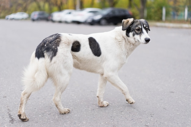 Obdachloser Hund geht die Straße entlang.