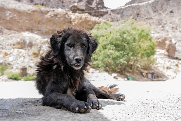 Obdachloser Hund in Leh Ladakh im Norden Indiens