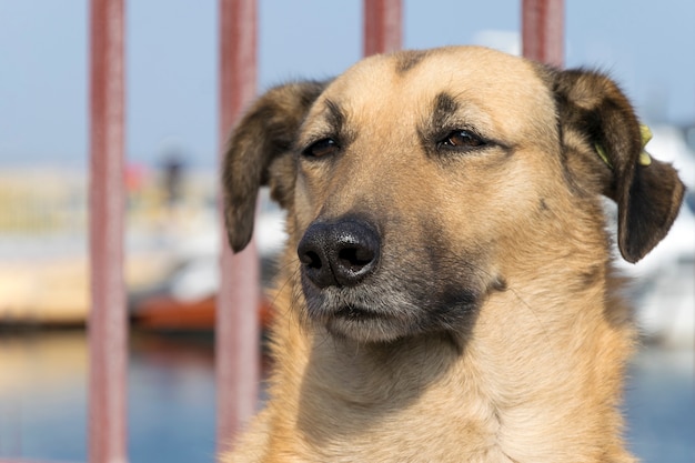 Obdachloser Hund, Nahaufnahmetierporträt.