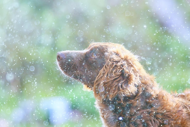 obdachloser Hund, nasser Hund im Regen Herbst einsame Traurigkeit Mischling