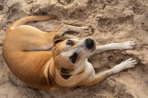Obdachloser Hund sitzt auf dem Sand in der Nähe des Ozeans