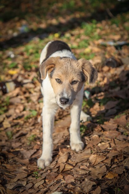 Obdachloser kleiner Hund, der im Herbst im unreinen Wald geradeaus schaut.