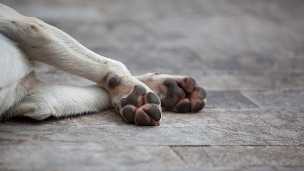 Foto obdachloser müder hund, der draußen auf dem boden schläft