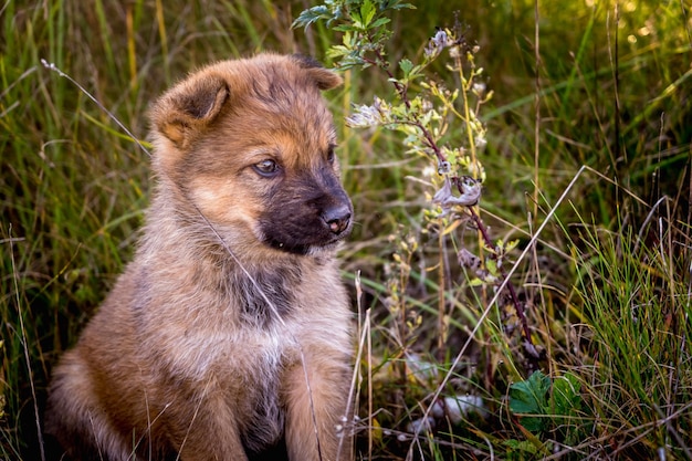 Obdachloser Welpenhund sitzt im Gras