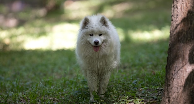 obdachloser zotteliger hund im park