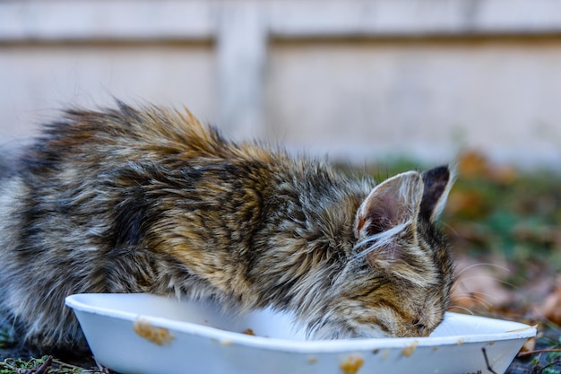 Obdachloses Kätzchen, das im Herbst in einem Stadtpark isst