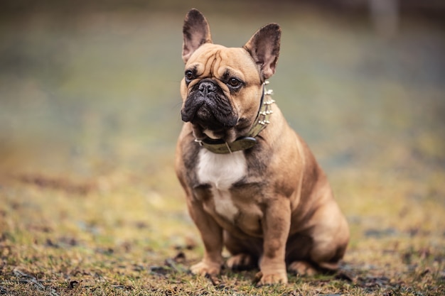 Foto obedecer a bulldog francés sentado afuera esperando órdenes.