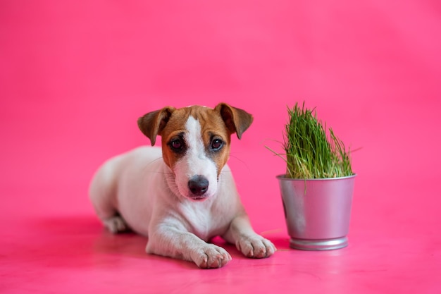 Obediente jack russell terrier acostado junto a una olla de acero de hierba fresca Lindo cachorrito blanco con manchas rojas con una planta de interior sobre un fondo rosa