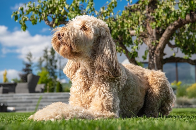 Obediente perro Goldendoodle relajándose bajo el sol