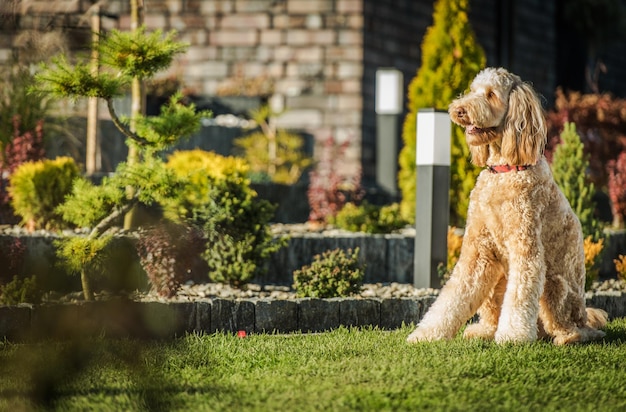 El obediente perro Goldendoodle sentado en la hierba