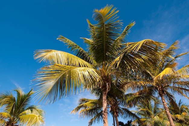 Oben auf der Palme Stock Island, Florida.