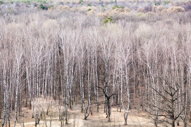 Oben Blick auf den Wald an kalten Frühlingstagen