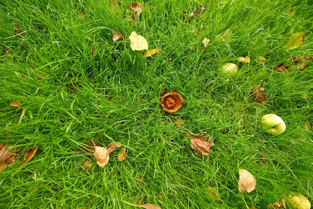 Oben Blick auf einen faulen oder gegessenen Apfel auf üppig grünem Gras- und Rasenhintergrund mit Kopierraum Antenne von frischen Äpfeln auf dem Boden in einem privaten und abgelegenen Hinterhof und Hausgarten oder Obstgarten