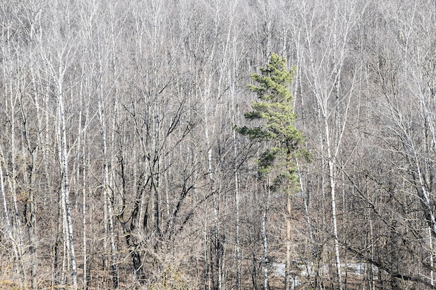 Oben Blick auf grüne Kiefer und kahle Bäume im Wald