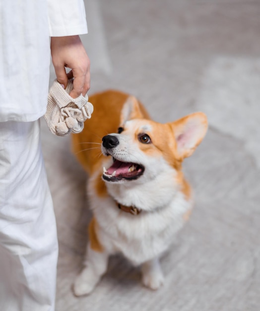 Oben Blick auf niedlichen Corgi im hundebraunen Halsband, der auf dem Boden steht und auf neue Freunde wartet, während er auf kleinen Socken nach Baby sucht, das eine gesichtslose Frau in den Händen hält