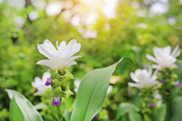 Oben geschlossen von blühenden weißen Krachai-Blumen (Siam-Tulpe) im Sommergarten mit Sonnenstrahlen.