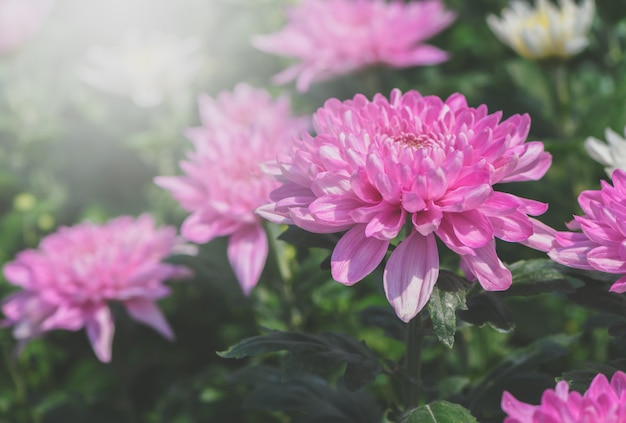 Oben geschlossen von der rosa Chrysanthemenblume