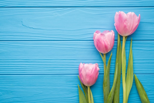 Oben oben flach liegendes Foto von pastellfarbenen Tulpen auf grünem Dampf auf hellblauem Schreibtisch mit leerem Leerraum für Textdesign